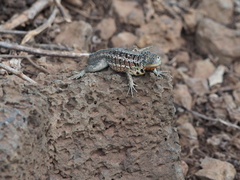 Microlophus indefatigabilis