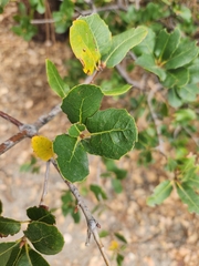 Quercus wislizeni