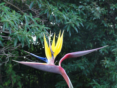 Strelitzia
