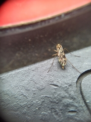 Nervijuncta wakefieldi