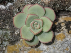 Aeonium haworthii