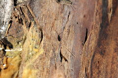 Uleiota planata