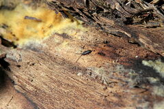 Uleiota planata