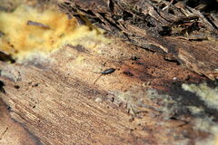 Uleiota planata