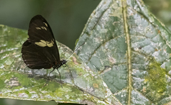 Heliconius