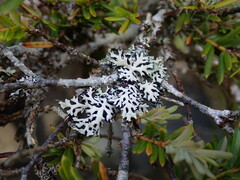 Hypogymnia metaphysodes