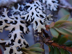 Hypogymnia metaphysodes