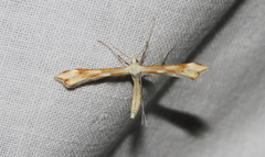 Gillmeria pallidactyla