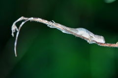 Anolis laeviventris