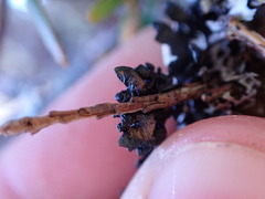 Hypogymnia metaphysodes