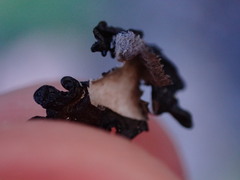 Hypogymnia metaphysodes