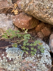 Cymopterus hallii