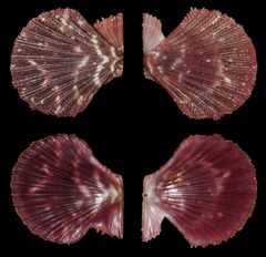 Pascahinnites coruscans