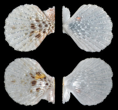 Pascahinnites coruscans