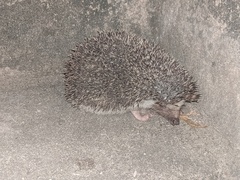 Atelerix albiventris