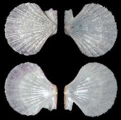 Pascahinnites coruscans