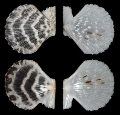 Pascahinnites coruscans