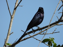 Molothrus bonariensis