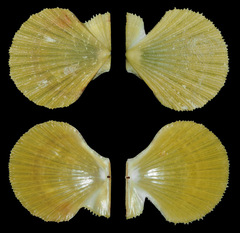 Pascahinnites coruscans