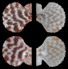 Pascahinnites coruscans