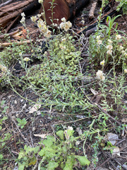 Pseudognaphalium stramineum