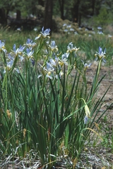 Iris missouriensis