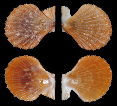 Pascahinnites coruscans