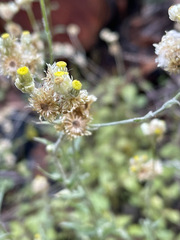 Pseudognaphalium stramineum