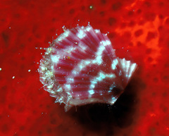 Pascahinnites coruscans