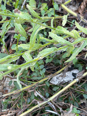 Pseudognaphalium stramineum