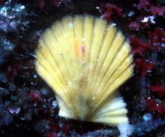 Pascahinnites coruscans