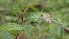 Papilio dardanus