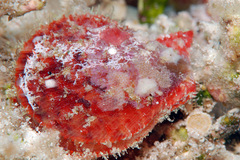 Pascahinnites coruscans