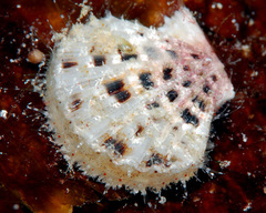 Pascahinnites coruscans