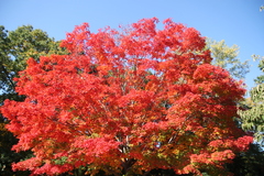 Acer saccharum