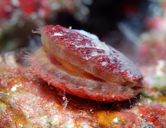 Pascahinnites coruscans