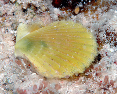 Pascahinnites coruscans