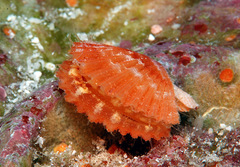 Pascahinnites coruscans