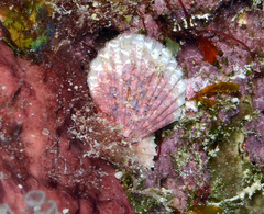 Pascahinnites coruscans