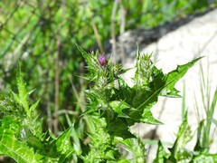 Carduus pycnocephalus