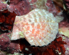 Pascahinnites coruscans