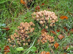 Britzelmayria multipedata