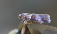 Acrobasis advenella