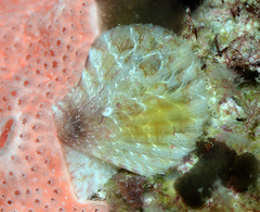 Pascahinnites coruscans