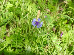 Vicia villosa