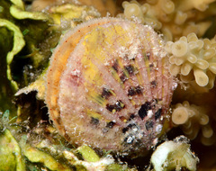 Pascahinnites coruscans