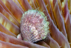 Pascahinnites coruscans