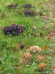 Britzelmayria multipedata