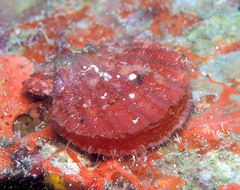 Pascahinnites coruscans