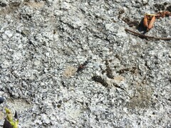 Camponotus cruentatus